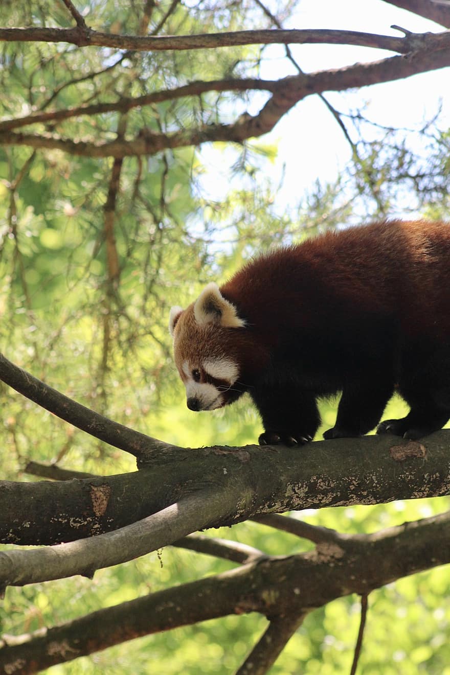 rød panda, dyr, træ, dyreliv, pattedyr, natur, Skov