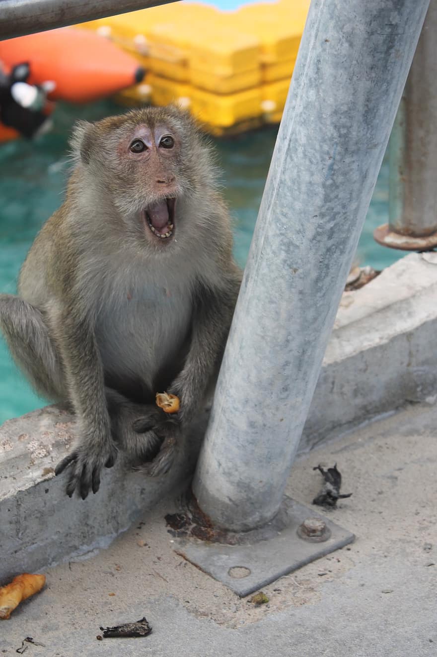 scimmia, babbuino, rabbia, elemosinare, Asia, Tailandia, primate, macaco, carina, animali allo stato selvatico, seduta