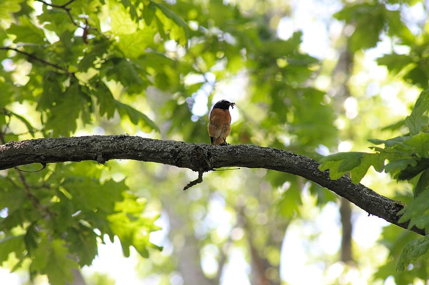 burung penyanyi, burung, pohon, redstart umum, cabang, alam, cacing