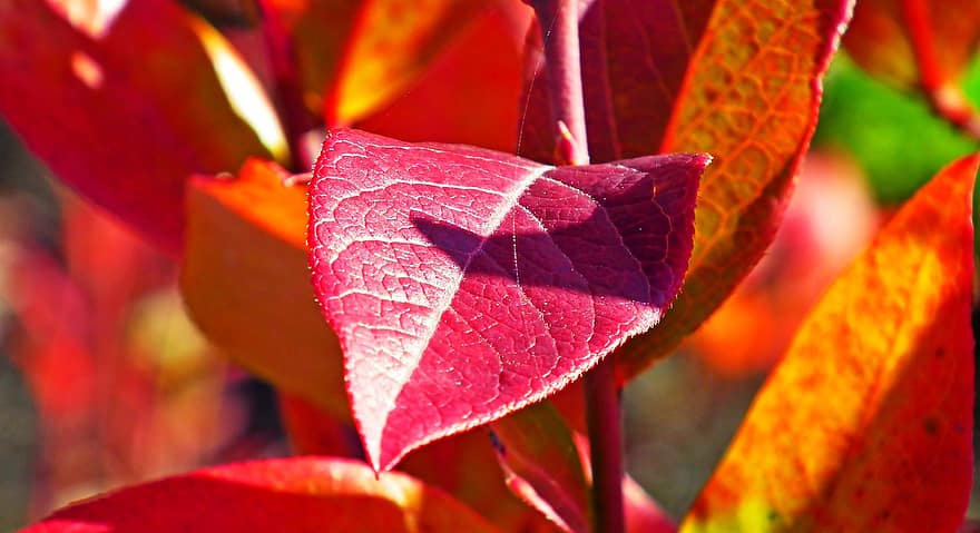 Listy borůvky, Americká réva, podzim, zahrada, Příroda