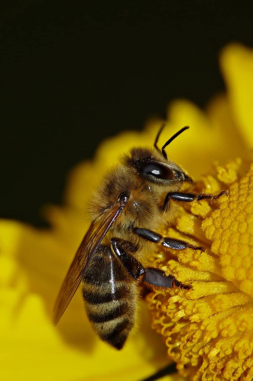 bi, insekt, blomma, honungsbi, pollen, nektar, gul blomma, växt, natur, trädgård, flora