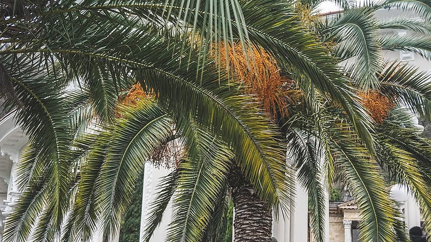 palmer, natur, tropisk, trær, utendørs, palmetre, tre, blad, tropisk klima, sommer, kokosnøtt palme
