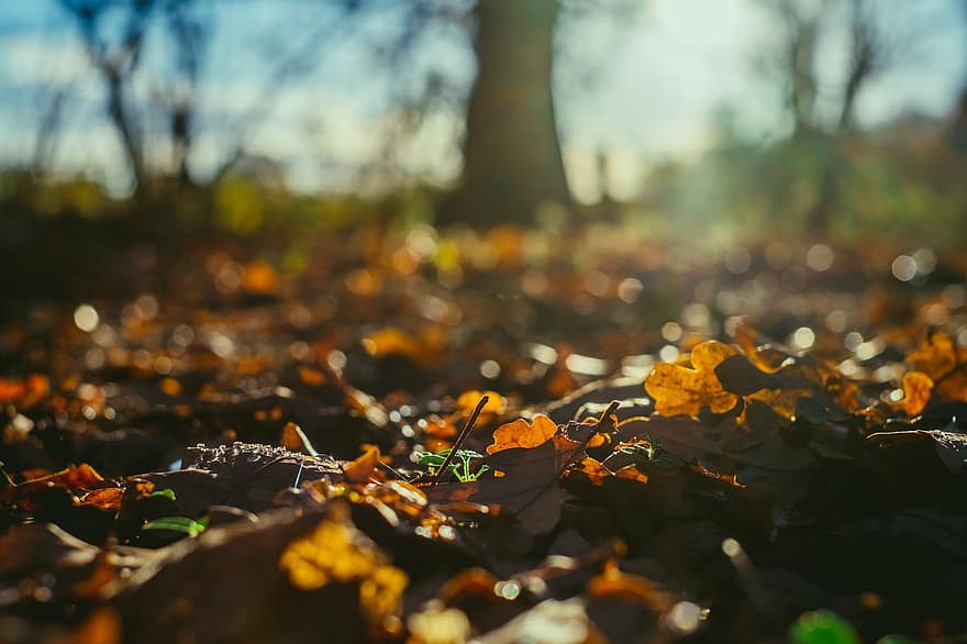 秋、葉、紅葉、秋の季節、落葉、色落ち、自然、乾燥した葉、落ち葉、雨滴、水