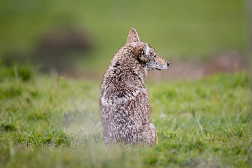 coyote, animal, faune, sauvage, canin, chien, chasseur, mammifère, prédateur, région sauvage, Loup
