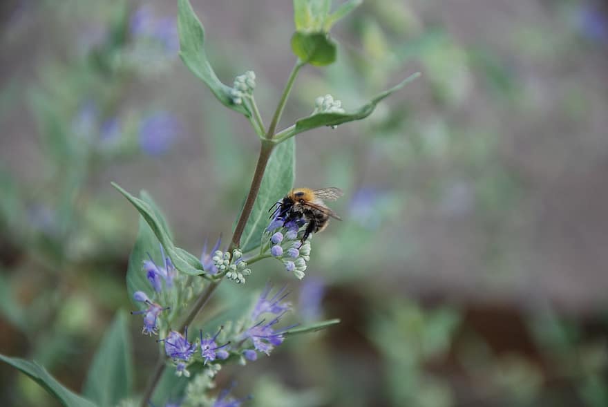 пчела, насекомо, цвете, коча билка, опрашване, растение, градина, природа