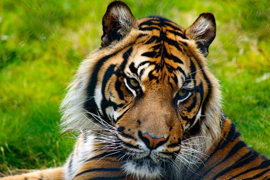 Tiger, Tier, Kopf, Raubtier, Tierwelt, gefährlich, katzenartig, Säugetier, wild, wilde Katze, Fleischfresser
