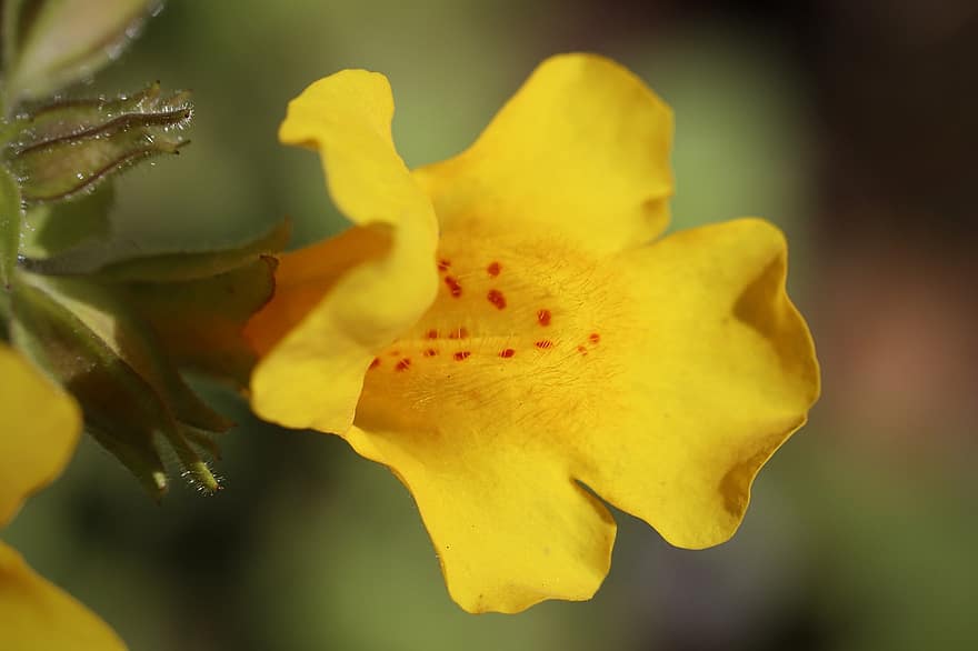 Żółty kwiat żonglera, Cętkowany Kwiat Żonglera, kwiat małpy, Kwiat żonglera, Mimulus Guttatus, kwitnąć, kwiat, roślina kwitnąca, roślina, flora, Natura