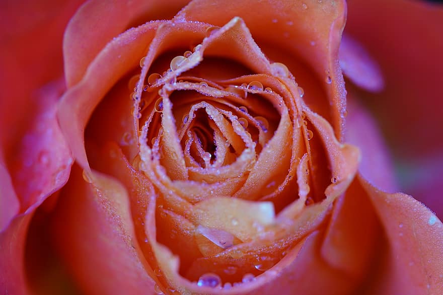 роза, цвете, роса, капки роса, капчици, дъждовни капки, цъфна роза, розови листенца, листенца, оранжев цвете, оранжева роза