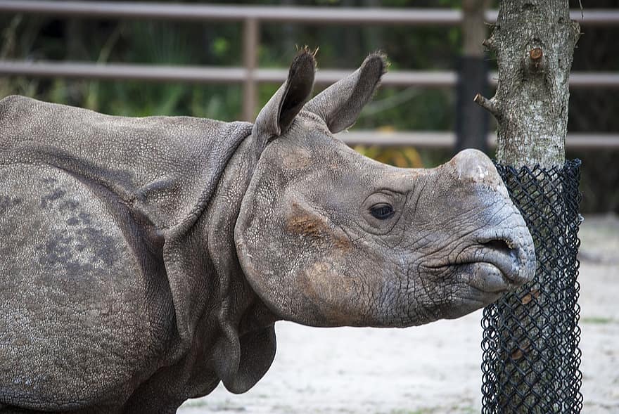 rinoceronte, jardim zoológico, animal, animais em estado selvagem, espécies em perigo, África, cabeça de animal, fechar-se, com chifres, ampla, animais de safári