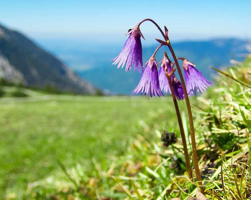 Alpenveilchen, alpin, Natur, Blumen, Pflanze, wilde Blumen, Alpenblumen, blühen, Flora, wild