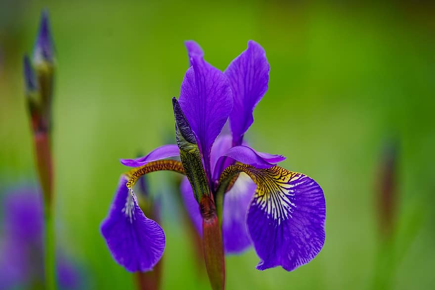 iris blomst, iris, blomstre, blomst, blå blomst, petals, blåblader, skjegg iris, anlegg, nærbilde, flora