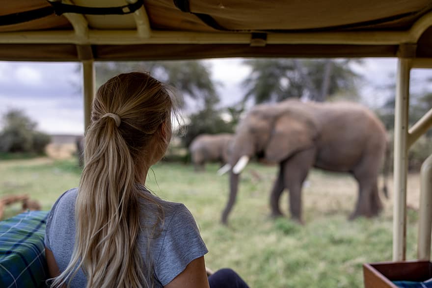 vrouw, safari, reizen, avontuur, toerist, dieren in het wild, dier, olifant, vervoer, wild, op zoek