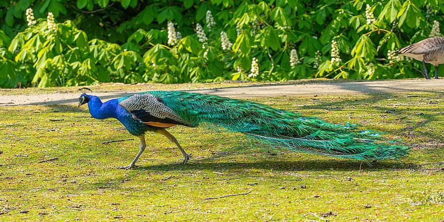 Peacock, Bird, Wildlife, Nature, Outdoors, Meadow, feather, multi colored, beak, blue, green color
