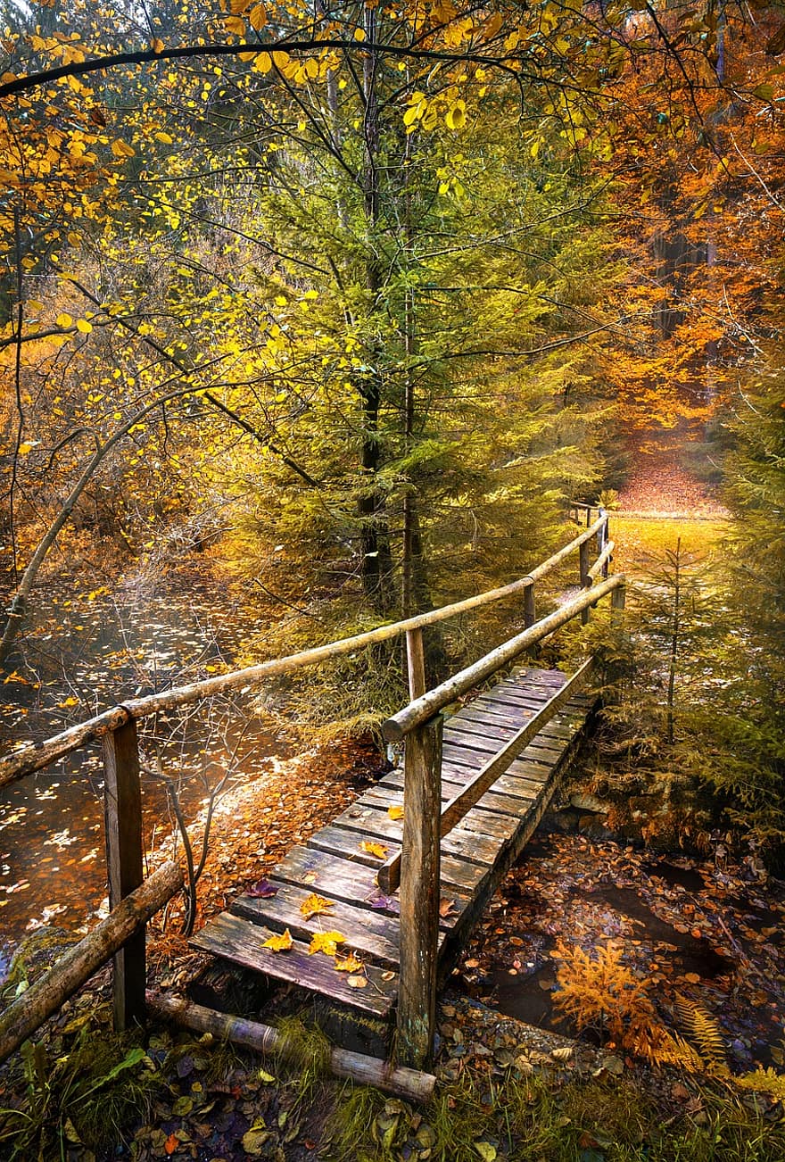 ponte, sai, folhagem, arborizado, caminho, cores do outono
