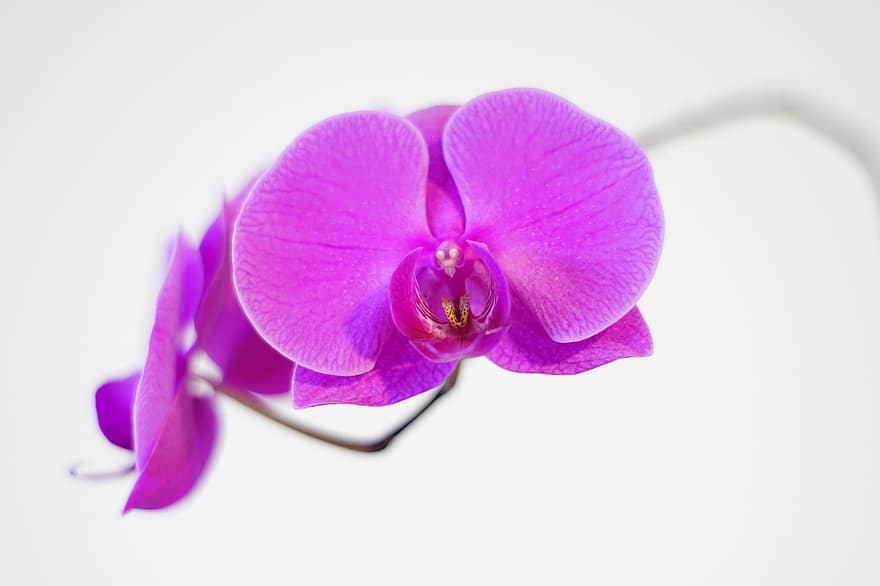 Orchids, Flowers, Plant, Doritaenopsis, Purple Flowers, Petals, Bloom, Nature, orchid, petal, flower