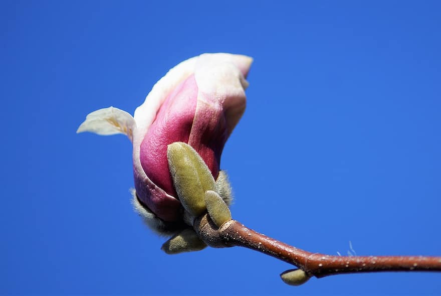 magnolia, bunga, tunas, pohon, menanam, cabang, musim semi, bunga merah muda, berkembang, mekar, alam