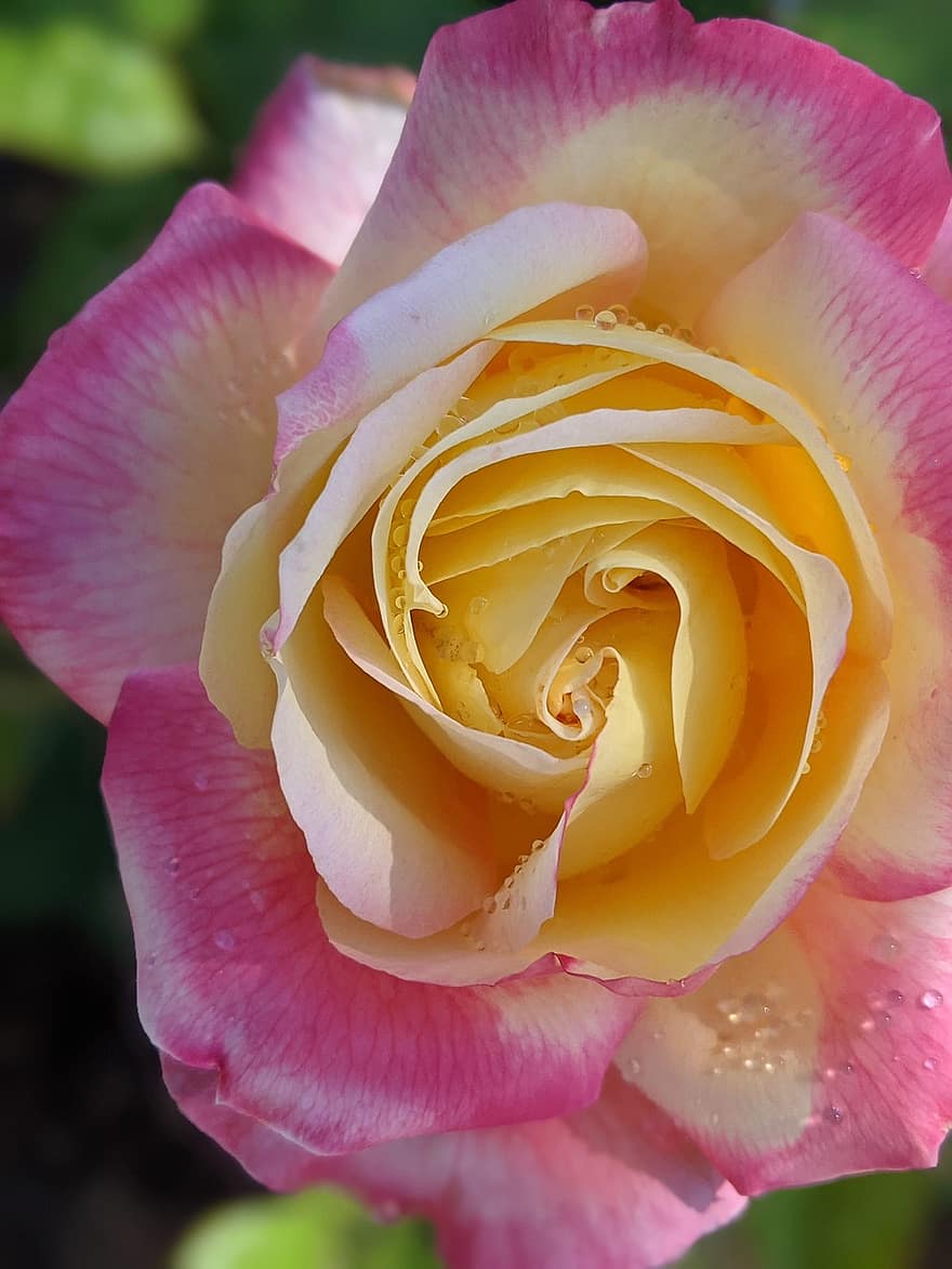Trandafir roz, roz flori, picături de rouă, Trandafir, a inflori