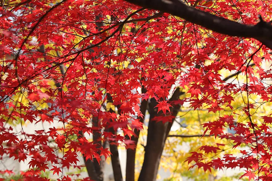 arce, hojas, ramas, follaje, otoño, hojas rojas, árbol, planta, naturaleza