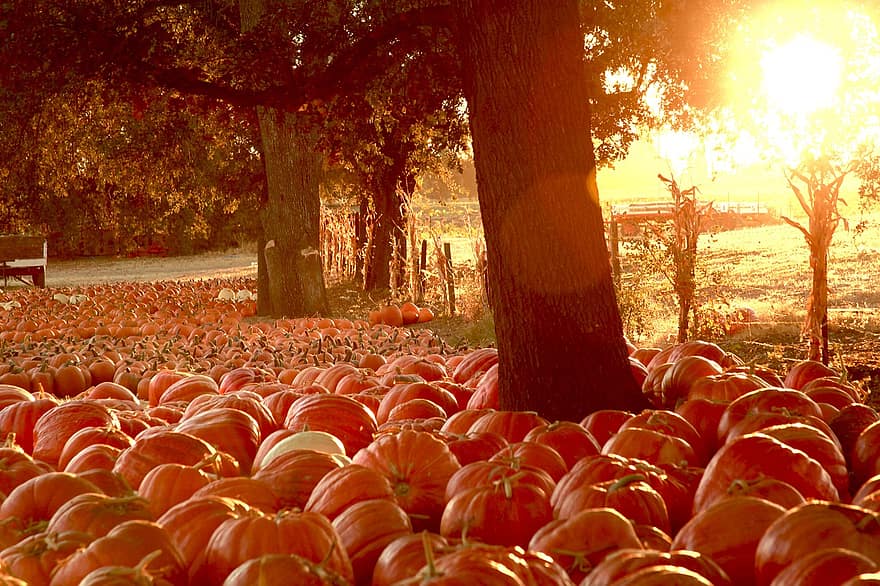 zucche, patch di zucca, autunno, verdura, produrre, raccogliere, biologico, azienda agricola, Halloween, luce del sole
