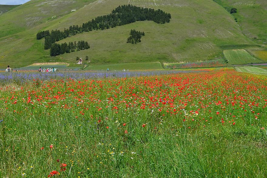 フラワーズ、植物、フィールド、ポピー、咲く、自然、風景、丘、農村、田舎、Castelluccio