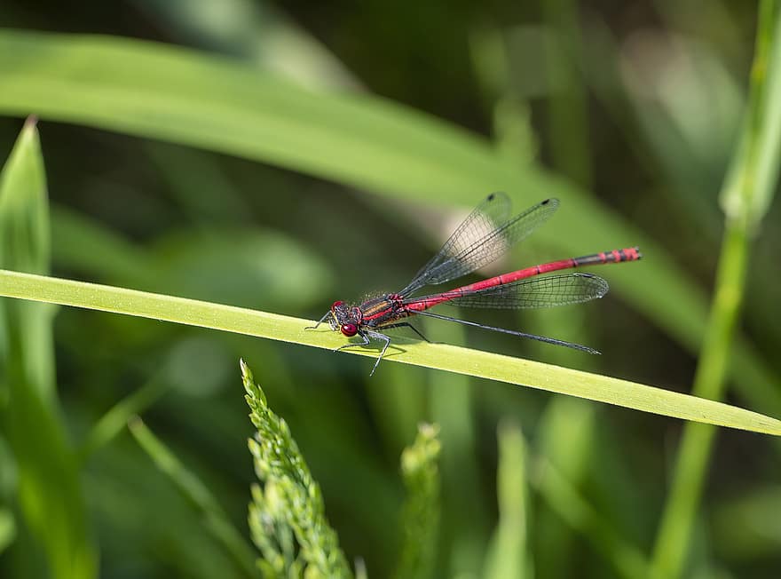 Large Red Damselfly, Damselfly, Grass, Insect, Wings, Plant, Nature