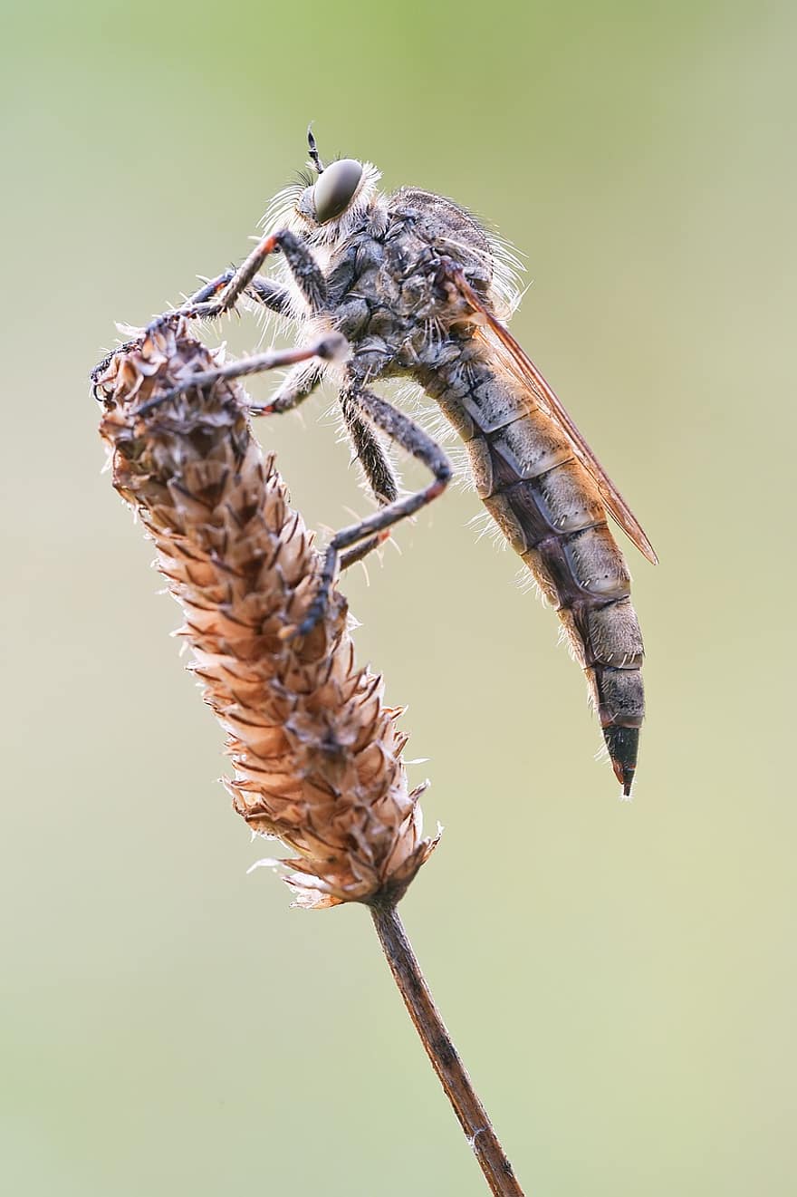 Mosca depredadora simple, mosca depredadora, insecte, macro