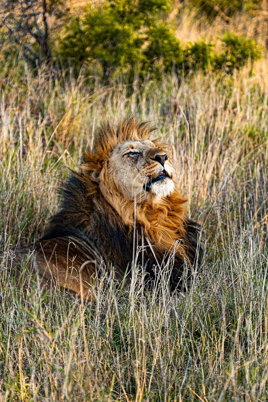 lleó, animal, safari, mamífer, gat gran, animal salvatge, depredador, vida salvatge, fauna, desert, jungla