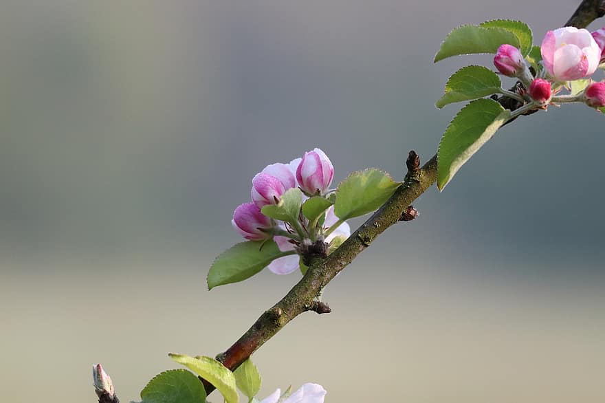 цвіт яблуні, квіти, відділення, рожеві квіти, бутони, пелюстки, цвітіння, яблуня, весна, природи, впритул