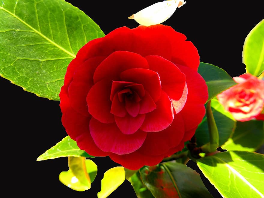 Rose, Blume, Pflanze, rote Rose, rote Blume, Blütenblätter, blühen, Blätter, Blatt, Nahansicht, Blütenblatt
