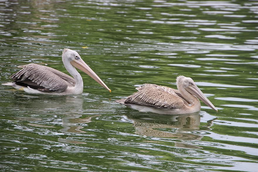 pelicans, ocells, estany, aus d'aigua, aus aquàtiques, animals, vida salvatge, fauna, nedar, aigua
