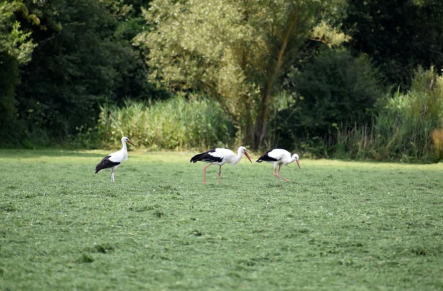 stork, Enger, gress, grønn, fugler, rattle stork, hvit stork