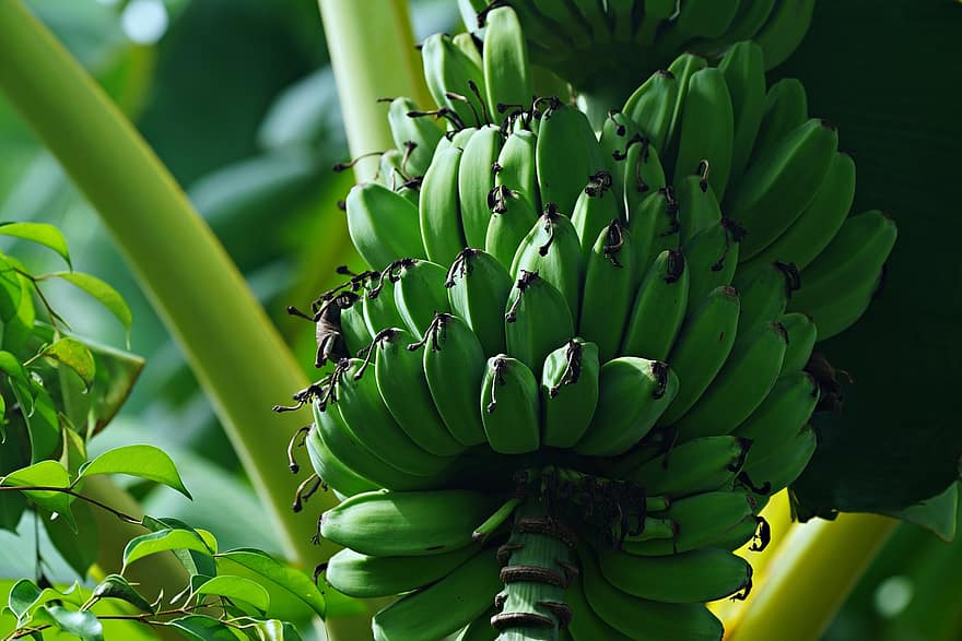 banāni, augļi, banānu koks, ēdiens, svaiga, veselīgi, bioloģiski, salds