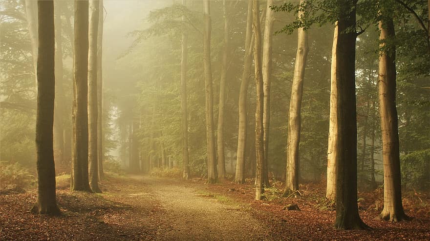 floresta, caminho, névoa, arvores, trilha, panorama, natureza, roupa de baixo, madeiras, nebuloso, caminho da floresta