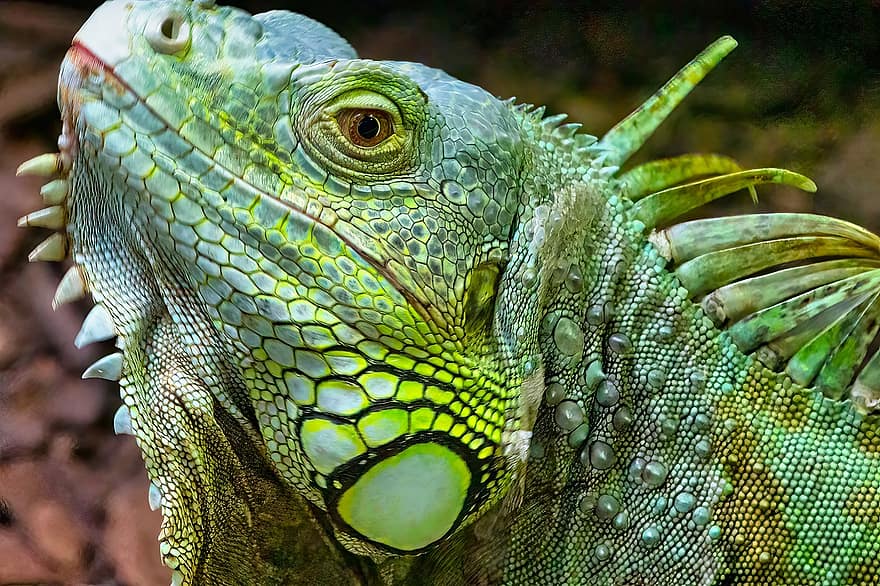 イグアナ、動物、グリーンイグアナ、野生動物、自然、爬虫類、トカゲ、閉じる、ドラゴン、緑色、野生の動物