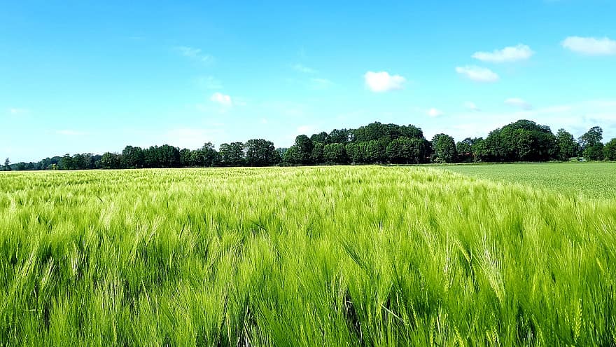 fält, korn, vete, lantbruk, lantlig, sommar, landsbygden scen, äng, gräs, grön färg, bruka