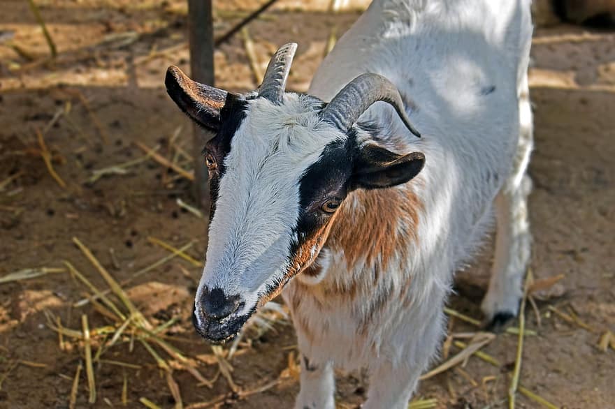Animal, Goat, Mammal, Species, Fauna, Livestock