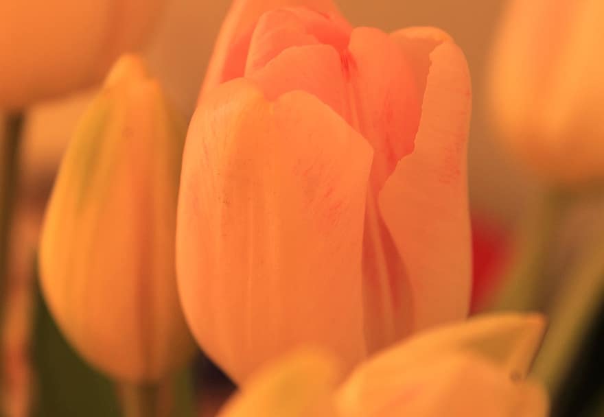 tulipan, kwiat, roślina, wiosna, zbliżenie, głowa kwiatu, płatek, liść, lato, kwitnąć, żółty