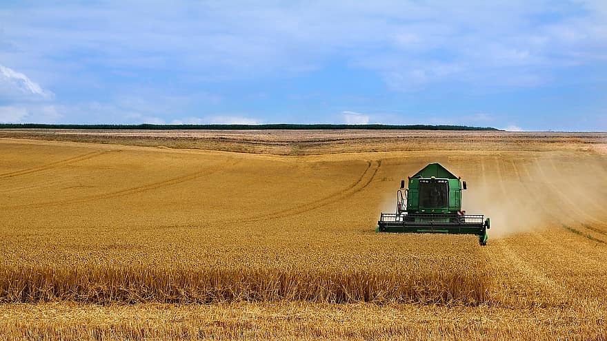 Wheat, Field, Grain, Farmer, Environment, Landscape, Harvest, Crop, Harvesting, Cereal