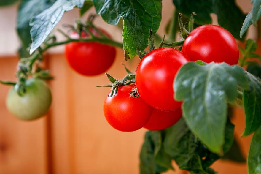 tomates, frutas, Comida, saudável, fresco, folhagem, nutrição, vitaminas, cru, arbusto, plantar