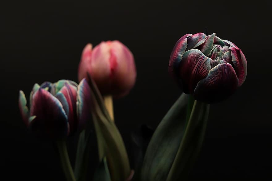 tulipanes, las flores, plantas, pétalos, racimo de flores, ramo de flores, floración, flores, primavera, flora, naturaleza