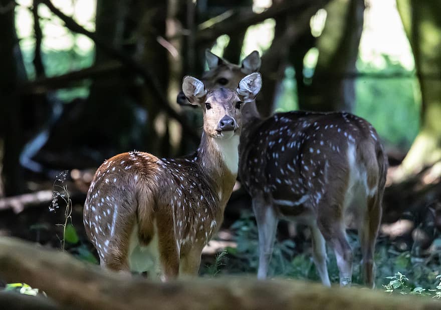 Deers, Animals, Forest, Mammals, Nature, Wildlife, Wild Animals, Wildlife Photography, Woods