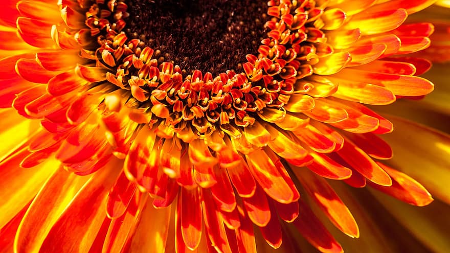 Orange Flower, Flower, Macro, Close Up, Nature, close-up, plant, petal, yellow, summer, single flower
