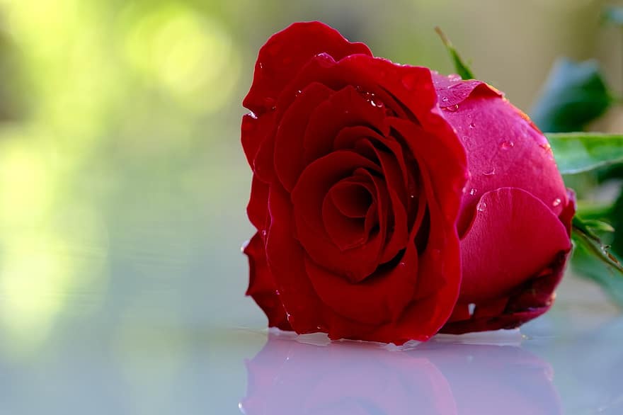 троянда, Червона роза, квітка, Червона квітка, пелюстки, червоні пелюстки, цвітіння, флора, пелюстки троянд, цвітіння троянди, природи