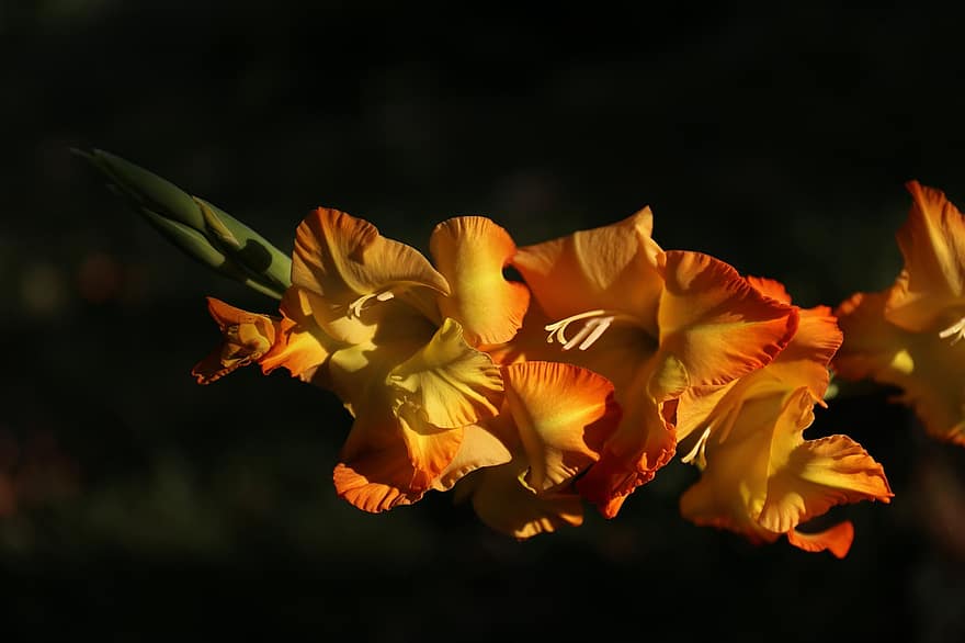 гладіолуси, квітка, помаранчева квітка, меч лілія, квітуча рослина, декоративна рослина, цвітіння, Рослина