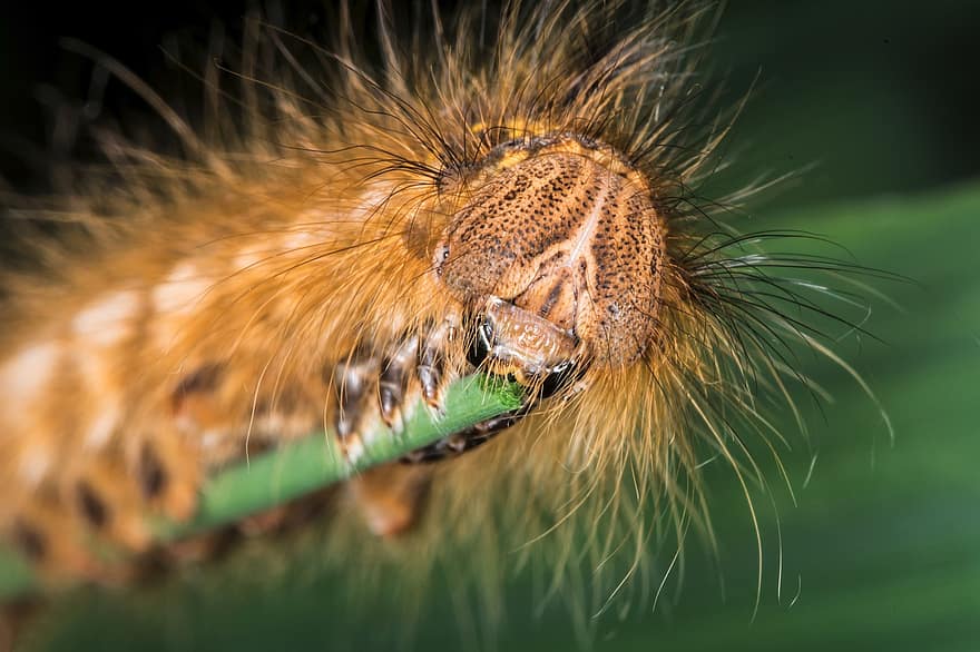 Caterpillar, Hairy, Macro, Macro Photography, Lepidoptera, Larva, Nature, Insect, Bug, Entomology, Animal