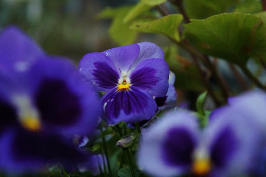 ラン、フラワーズ、紫色の蘭、花びら、蘭の花びら、咲く、花、フローラ、植物、自然