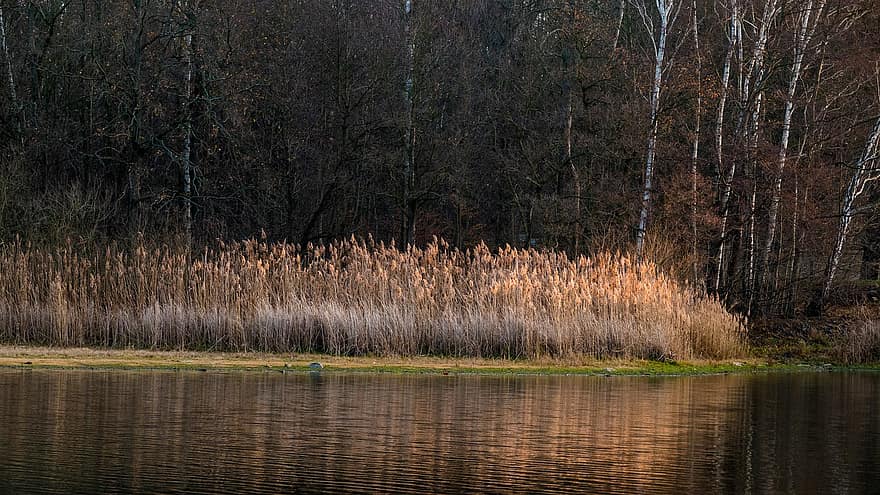 reed, banco, lago, lagoa, reflexão, agua, grama, arvores, floresta, outono, natureza