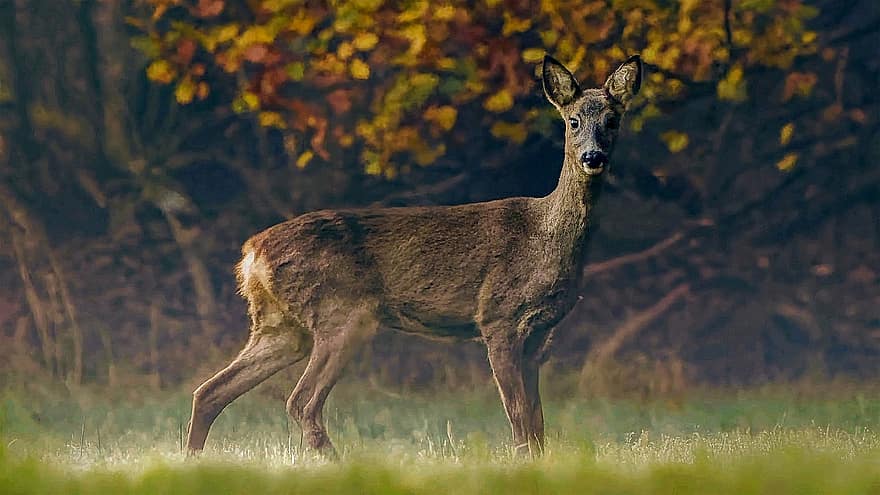 Roe Deer, Animal, Forest, Deer, Roe, Mammal, Wildlife, Wilderness, Meadow