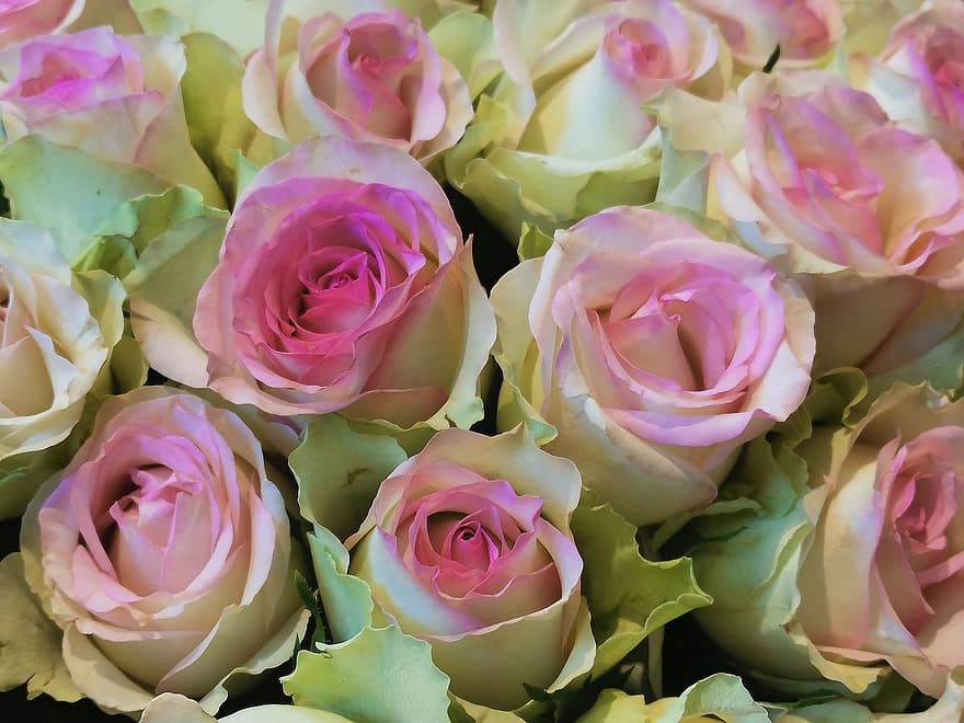 цветы, розы, Цветущая, розовый, весна, природа, цветение, ботаника, лепестки, букет, розовый цвет