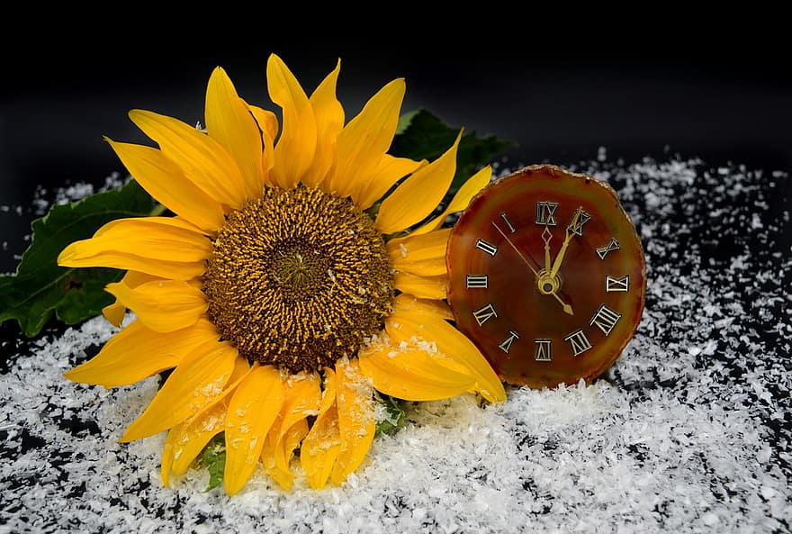 tijd conversie, Uhrumstellung, zomertijd, wintertijd, klok, bloem, zonnebloem, sneeuw, sneeuwvlokken, tijd, wijzerplaat